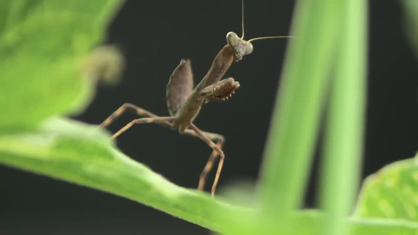 Shot of a Praying Mantis Front View on a Leaf 1080