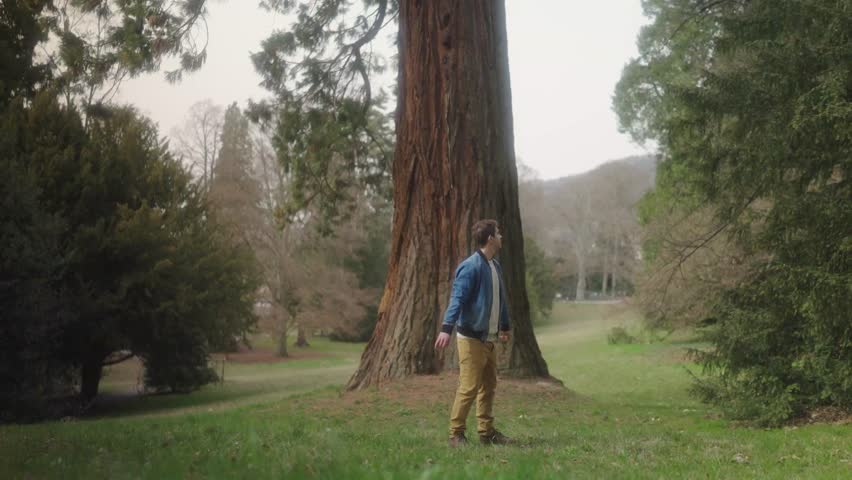 A man looking at a big tree