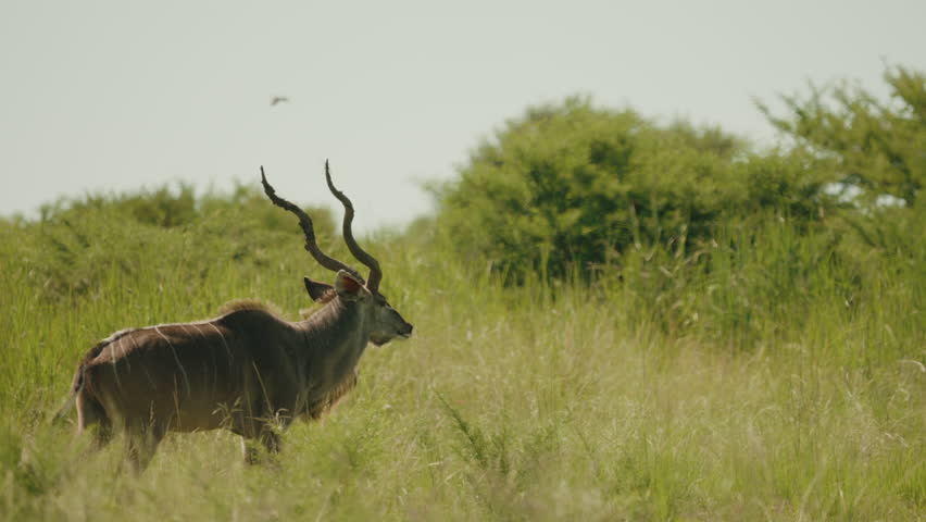 In the tall grasses of the African savannah, a kudu seeks refuge in the shade, evading the intense heat of the midday sun while staying alert to its surroundings.