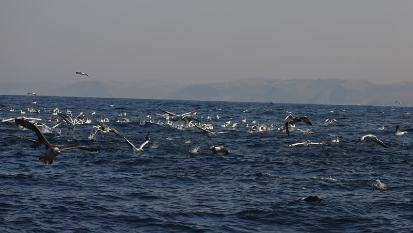Northern gannet big flock (Morus bassanus) drifting swimming in open sea hunting sardinr fish. Amazing wild birds of South Africa. Sardine run in Wild Coast. Gannets and cormorants swaying on waves