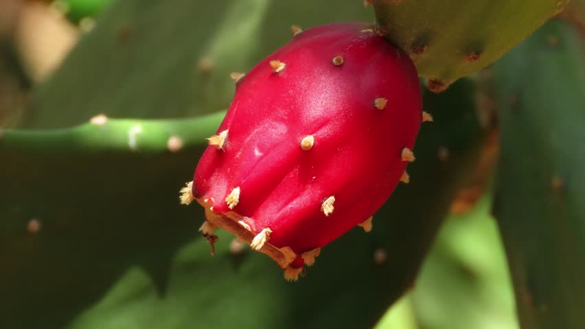 Authentic cactus flower. Red inflorescence of Opuntia ficus-indica, Prickly pear cactus.