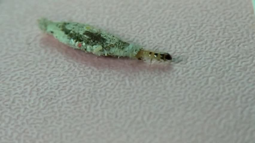 Phereoeca uterella, also known as the household casebearer moth, is a species of moth in the family Tineidae.