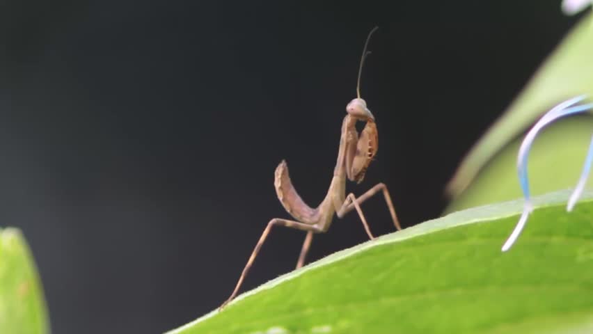 Shot of a Praying Mantis With It's Antenna Erect on a Leaf 1080