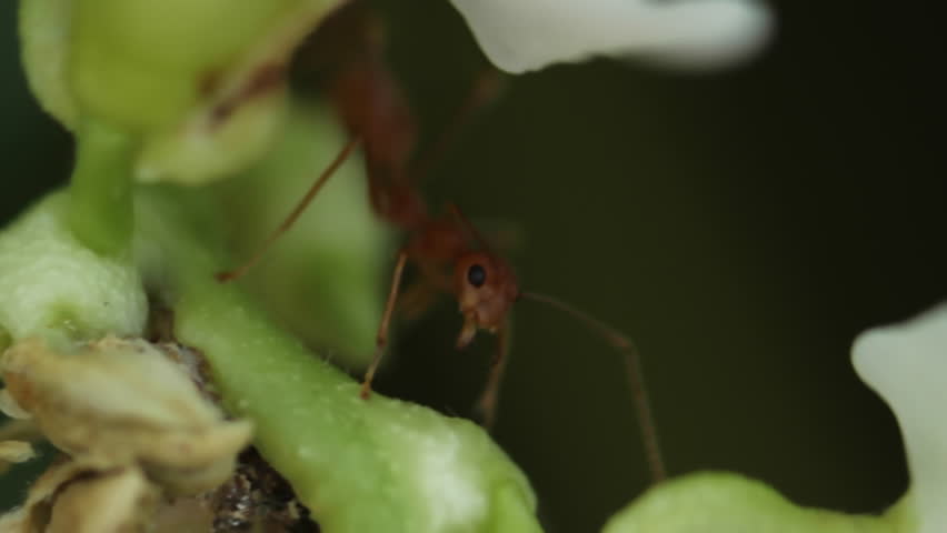 Extreme Close Up Shot of a Wild Ant on the Branch of a Plant 1080