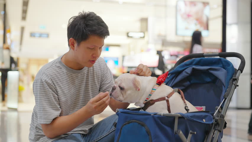 Asian man give dog treat to french bulldog in pet stroller during shopping at pets friendly shopping mall. Domestic dog and human owner enjoy outdoor lifestyle travel in the city on summer vacation.