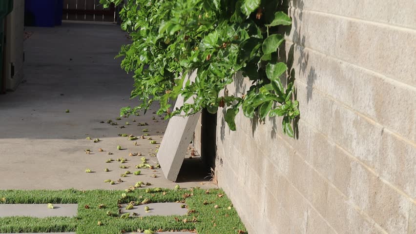 Leaves rustling and blowing in the wind on greenery in a San Diego house backyard on a sunny day