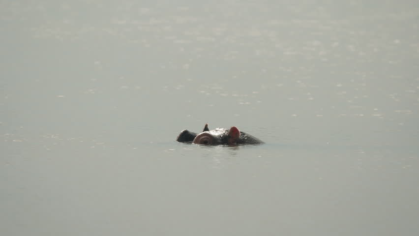 Hippopotamus in the middle of an African river in day light. The hippo blows the air out of his nose, appearing an disappearing.