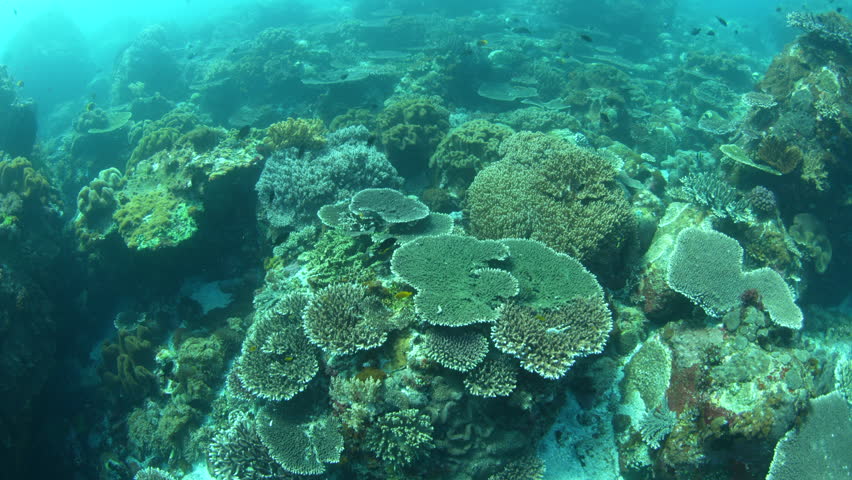 A diverse array of corals and reef fish thrive near the island of Alor, Indonesia. This area of the Lesser Sunda Islands is part of the Coral Triangle and is known for its healthy marine life.