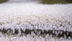 Close up: recycled plastic granules - polyethylene or propylene pellets on shale shaker, conveyor belt of waste plastic recycling machine. Separation, environmental protection, technology concept - Powered by Shutterstock - Get 15% off with code: PIKWIZARD15