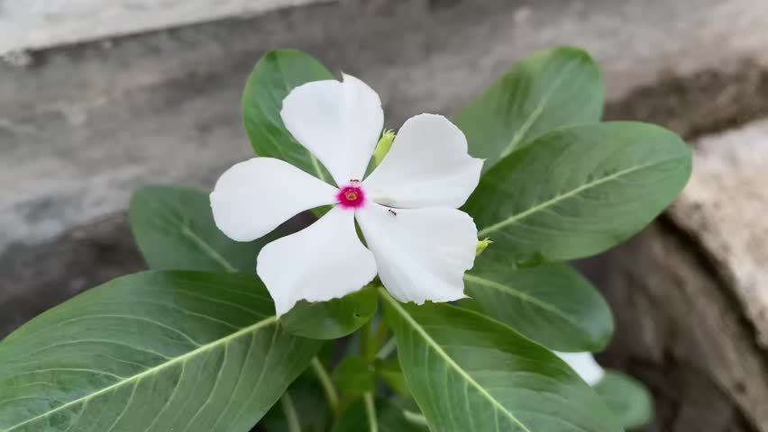 Catharanthus roseus flower, or better known as the tapak dara flower. These flowers are pure white and grow abundantly among the dense green leaves. The flower petals have five soft strands