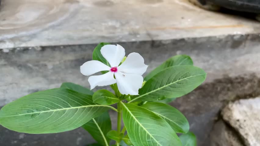 Catharanthus roseus flower, or better known as the tapak dara flower. These flowers are pure white and grow abundantly among the dense green leaves. The flower petals have five soft strands