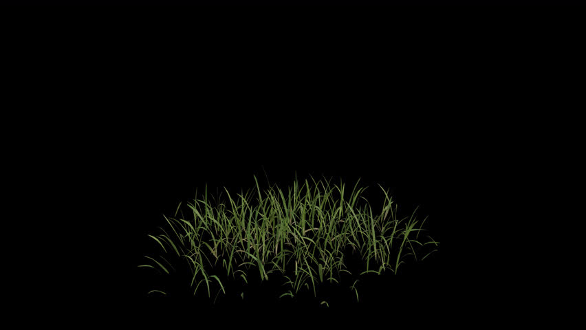 Grass blowing in the wind. Wind blows the Lawn. Animated Meadow swaying in the wind with Transparent Background. Alpha Channel. Loop Animation