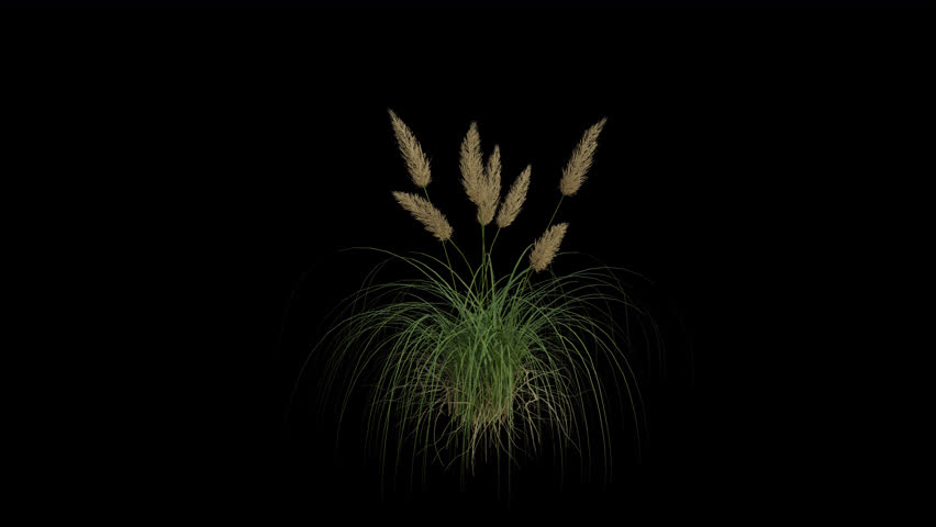 Pampas Grass blowing in the wind. Wind blows the Cortaderia Selloana Grass. Animated Meadow swaying in the wind with Transparent Background. Alpha Channel. Loop Animation