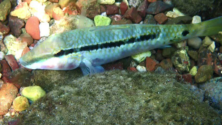 Fish with common name Forsskal’s goatfish, scientific name is Parupeneus barberinus, belongs to family Mullidae. It lives in schools, inhabits shallow water near coral reefs, Red Sea