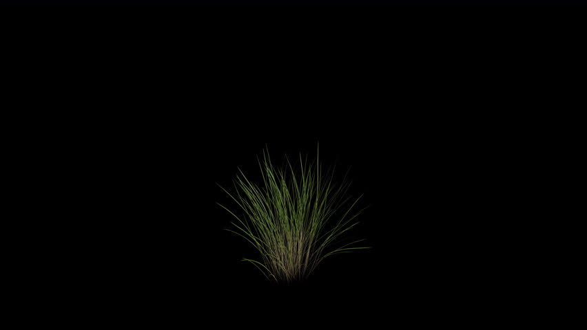 Long Grass blowing in the wind. Wind blows the High Lawn. Animated Meadow swaying in the wind with Transparent Background. Alpha Channel. Loop Animation