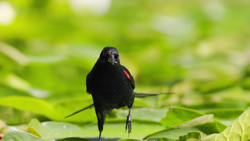 Slow motion male Red-winged Blackbird (Agelaius phoeniceus) walking over lily pads.
