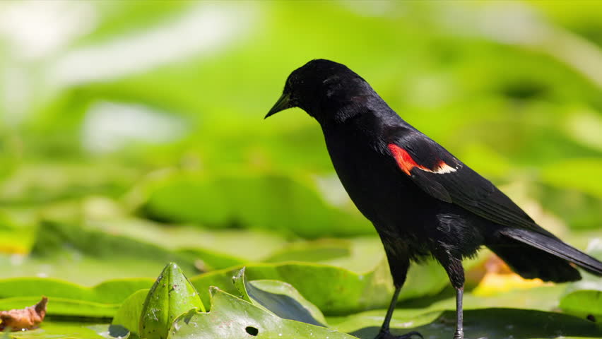 Slow motion male Red-winged Blackbird (Agelaius phoeniceus) walking and jumping over lily pads.