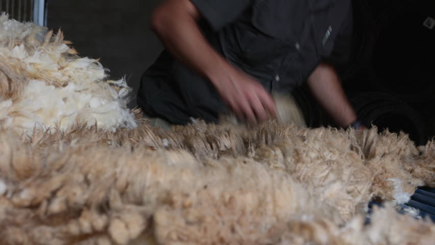 Hands sorting sheep wool, Caucasian male farmer cleaning pullling wool, Closeup