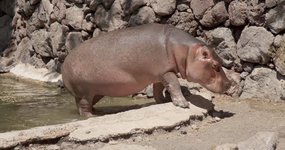 Majestic Hippopotamus Emerging from Water. Close-up Wildlife Footage Capturing the Massive African Mammal