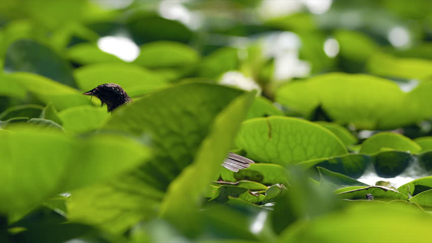 Slow motion Red-winged Blackbird (Agelaius phoeniceus) walking over lily pads with damselflies in its mouth.