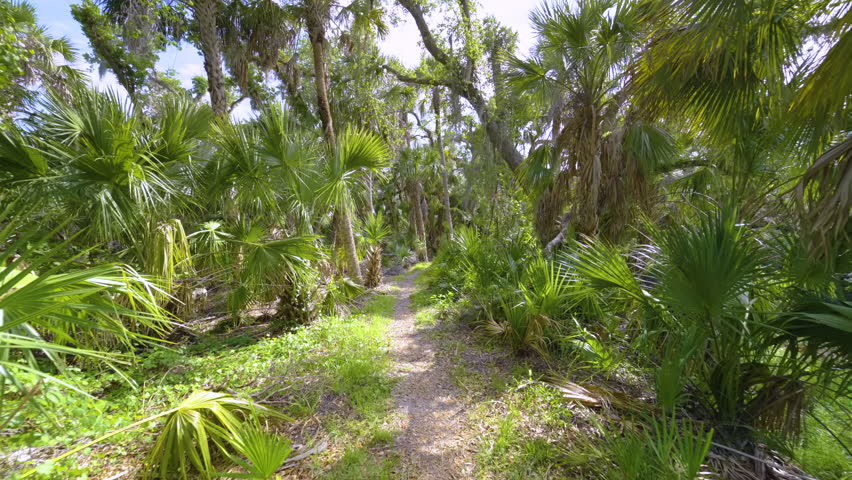 Tropical rainforest walking trail. Exploration of Florida jungles with green palm trees and wild vegetation in southern USA