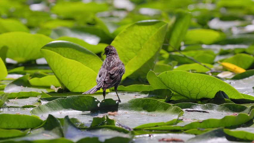 Slow motion female Red-winged Blackbird (Agelaius phoeniceus) taking off from a pond.