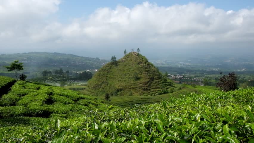 Tea leaves swaying against the background of a small hill. Panoramic landscape of tea plantations in the mountains. Beautiful view of tea plantation.agriculture industry concept.4K,60Fps