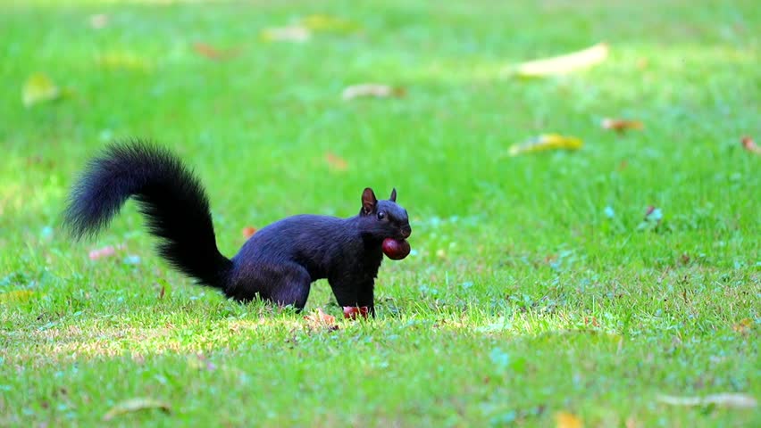 240fps Slow Motion Footage of Black Squirrel Carrying Nut in Mouth on Green Grass Field
