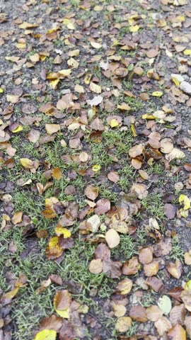 Autunm Forest with leaves path