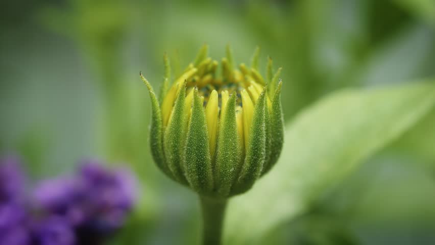 Half open single yellow flower backdrop close up stock footage