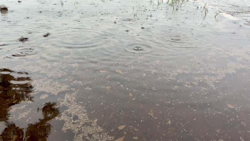 Small raindrops on puddles during the day. Raindrops with stagnant, murky water and raindrops