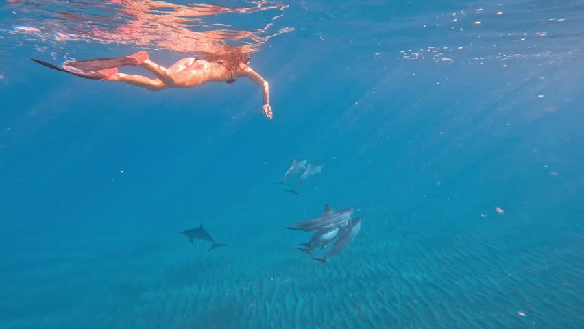 A young woman in a black bikini swimming with a pod of bottlenose dolphins in the clear ocean water on a sunny day