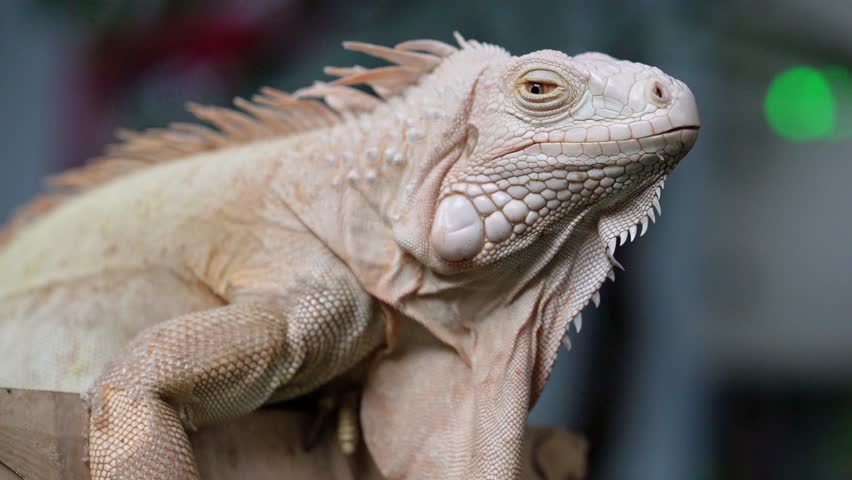 Common iguana reptile is resting on a tree in its habitat. The male iguana has a pronounced throat sac and crest. Large lizard