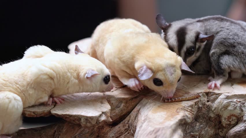 Cute face sugar glider on wood, sugar glider closeup, sugar glider climbing on wood