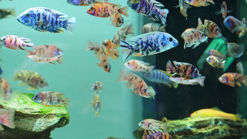 Colorful OB Peacock cichlids in freshwater aquarium. Aulonocara is an African cichlids in Cichlidae family, OB Peacock is a man-made cichlid species.