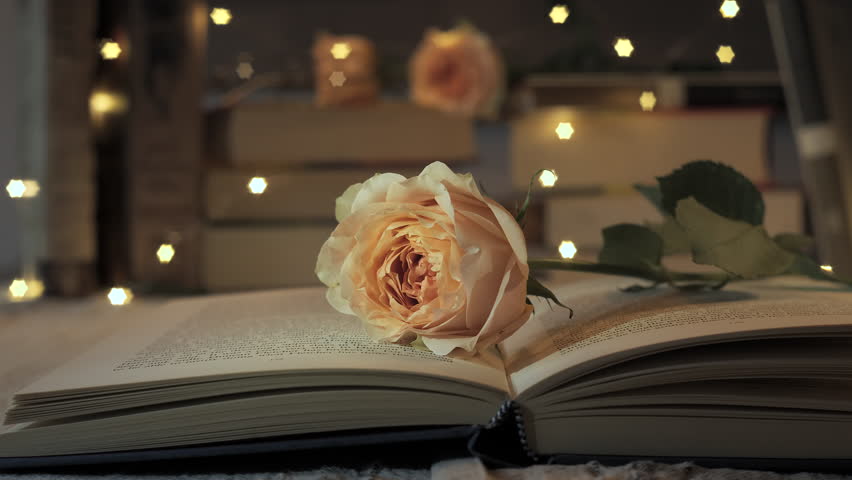 Peach rose resting on open book with fairy lights in the background. The rose and book create a romantic and cozy atmosphere