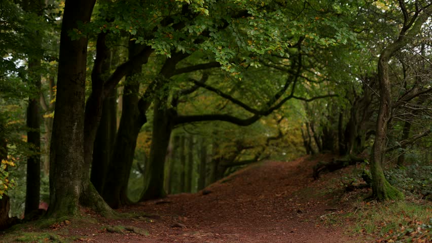 A tunnel of gorgeous autumn trees over a trail through a British woodland