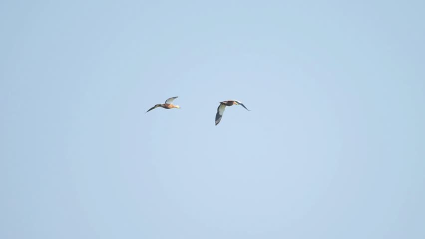 Two Ruddy shelducks are flying in formation against a clear blue sky. The ducks are in mid-flight with their wings spread.
