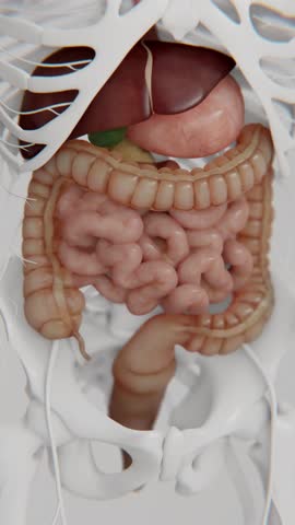 Irritable bowel syndrome in Vertical format | Vertical video of Human digestive system animations | Animated Large intestine in Vertical