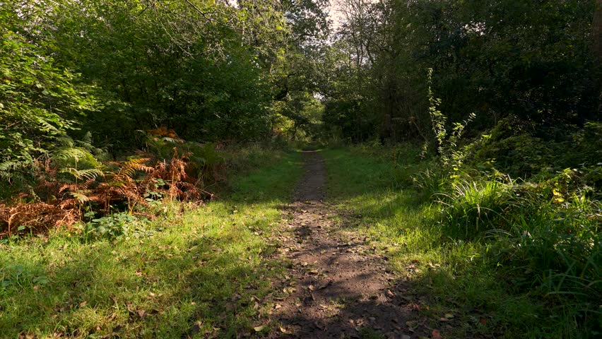A dirt trail leading into a sublime English forest scene