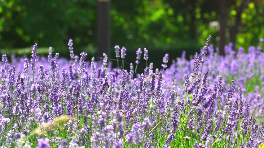 Spring lavender flowers under sunlight. Bees and butterflies fly around and pollinate flowers. Beautiful nature landscape with panoramic views. Hi spring.