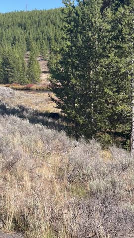 Mother Bear and Cubs Playing in Yellowstone National Park