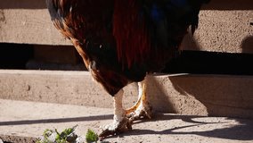 Slow motion captures a rooster crowing on a farm, standing proudly in front of a wooden fence. The scene showcases vibrant colors and details of this lively bird in a sunny rural setting - Powered by Shutterstock - Get 15% off with code: PIKWIZARD15