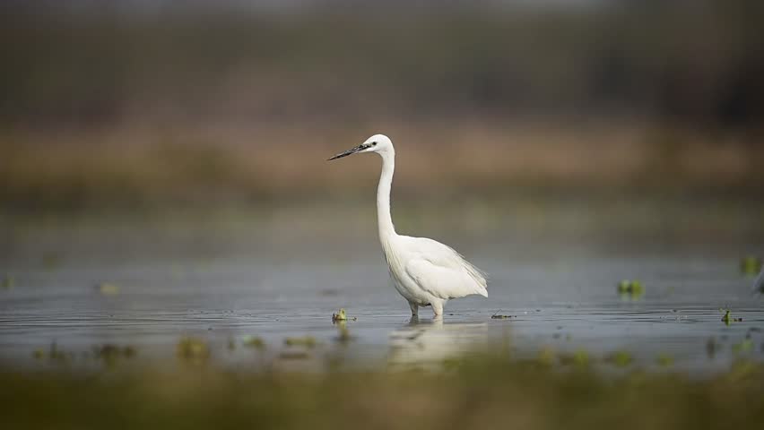 A white egret bird with black legs and a long beak flies over a body of water with its wings outstretched, while another egret can be seen in the background.