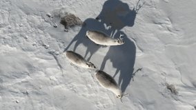 Peary Caribous walking in the Arctic snowy environment at winter, Aerial view - Powered by Shutterstock - Get 15% off with code: PIKWIZARD15