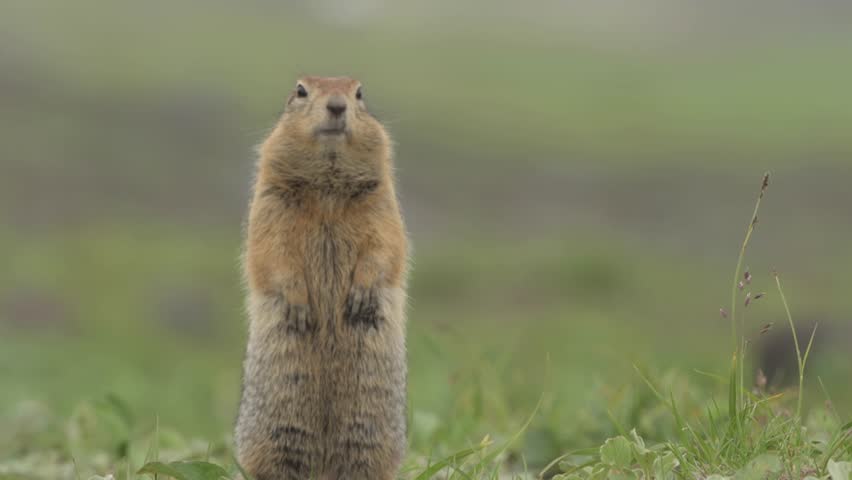 Curious Ground squirrels Prairie dogs in Kamchatka green grass