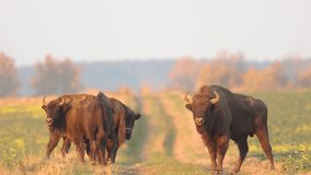 Mammals - wild nature European bison ( Bison bonasus ) Wisent bull standing on the autumn field sundown North Eastern part of Poland, Europe Knyszynska Primeval Forest - Powered by Shutterstock - Get 15% off with code: PIKWIZARD15