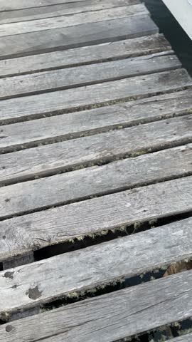 A wooden boardwalk with moss growing on it. The boardwalk is old and worn, with some boards missing