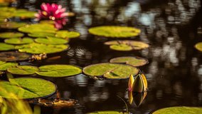 Time lapse of a pink water lily blooming on a pond full of green lily pads - Powered by Shutterstock - Get 15% off with code: PIKWIZARD15