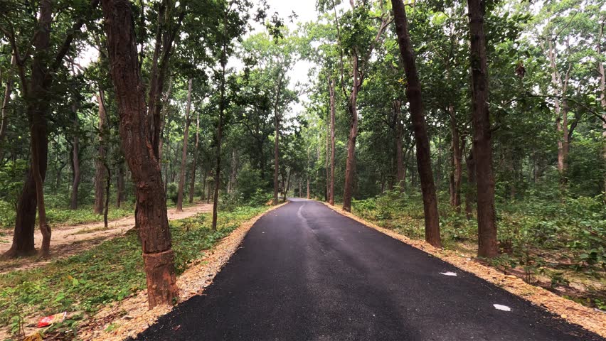 Camera moving on road through forest with sunlight beams, First person view